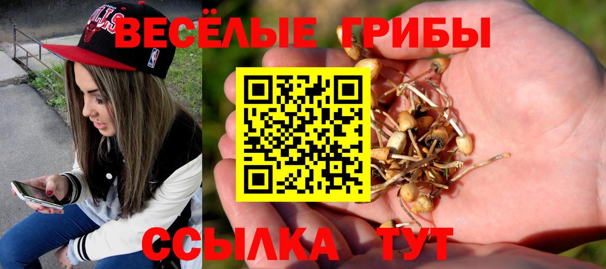 Галлюциногенные грибы Psilocybe  Вход с VPN  хочу   Псилоцибиновые грибы Psilocybe  Вольск 